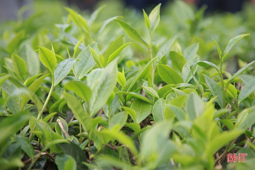 Kết nối nhà tài trợ Canada giúp người dân Kỳ Anh xây dựng vùng chè nguyên liệu