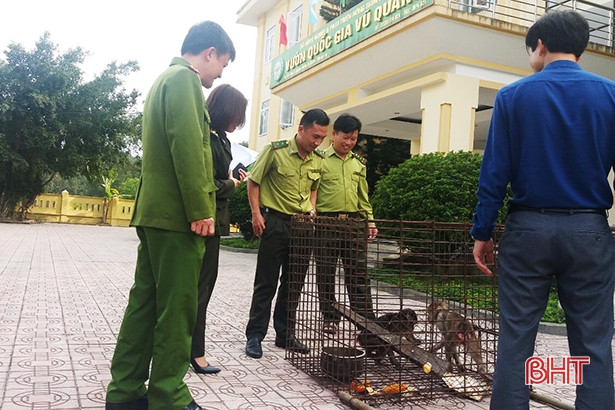 Vườn Quốc gia Vũ Quang tiếp nhận 2 cá thể động vật hoang dã quý hiếm