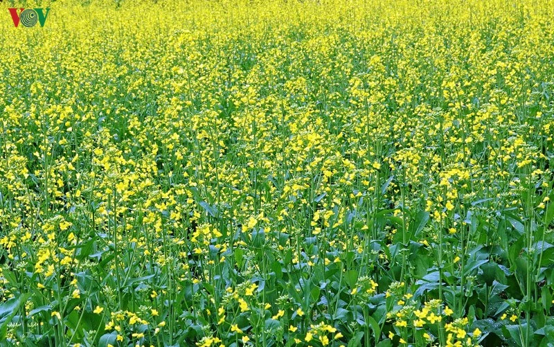 Mùa vàng hoa cải trên danh thắng ruộng bậc thang Mù Cang Chải