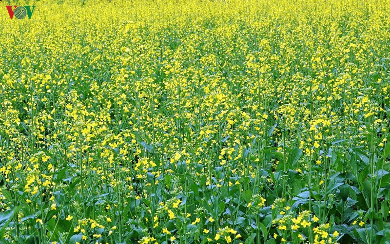 Mùa vàng hoa cải trên danh thắng ruộng bậc thang Mù Cang Chải