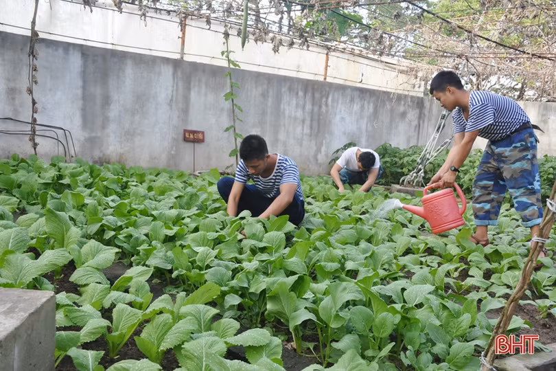 Mướt mắt những vườn rau tăng gia ở Trường Sa