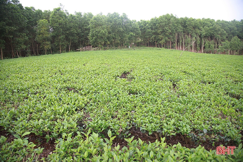 Cây chè Kỳ Anh bước vào mùa cho lộc