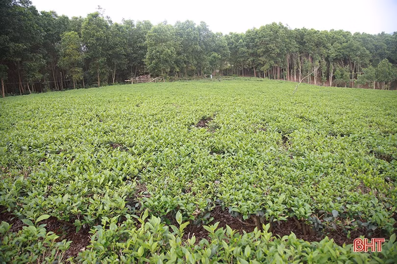 Cây chè Kỳ Anh bước vào mùa cho lộc