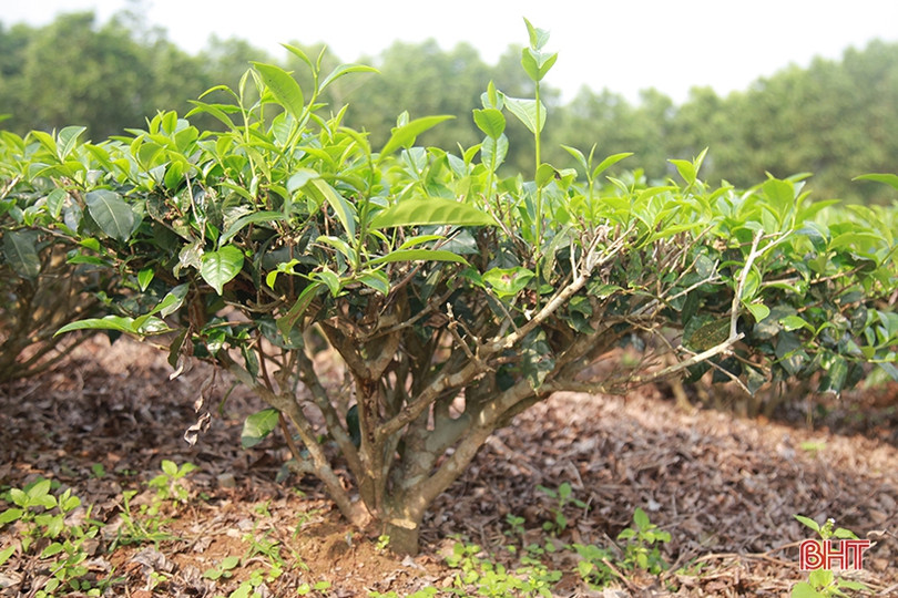 Kết nối nhà tài trợ Canada giúp người dân Kỳ Anh xây dựng vùng chè nguyên liệu