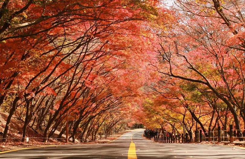 Bản hòa tấu sắc thu khắp thế giới