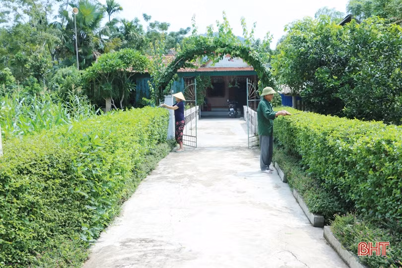 Ngắm những hàng rào xanh mướt, yên ả ở huyện miền núi Hà Tĩnh