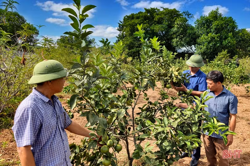 Xứ Voi đón “niềm vui kép”!