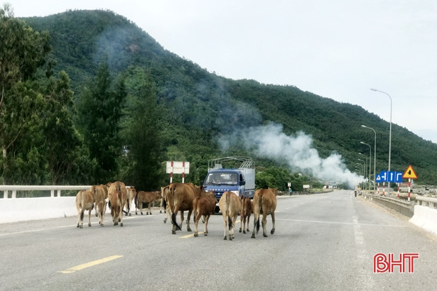 Bò “nghênh ngang” trên quốc lộ 12C, người tham gia giao thông muốn chính quyền vào cuộc
