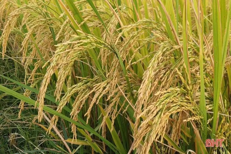 Gieo đúng lịch, cơ giới hóa trong sản xuất, huyện Kỳ Anh “về đích” thu hoạch lúa hè thu