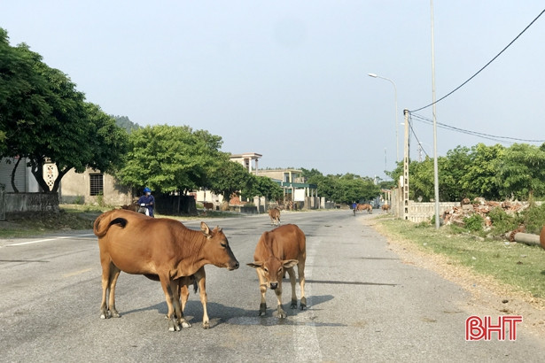 Bò “nghênh ngang” trên quốc lộ 12C, người tham gia giao thông muốn chính quyền vào cuộc