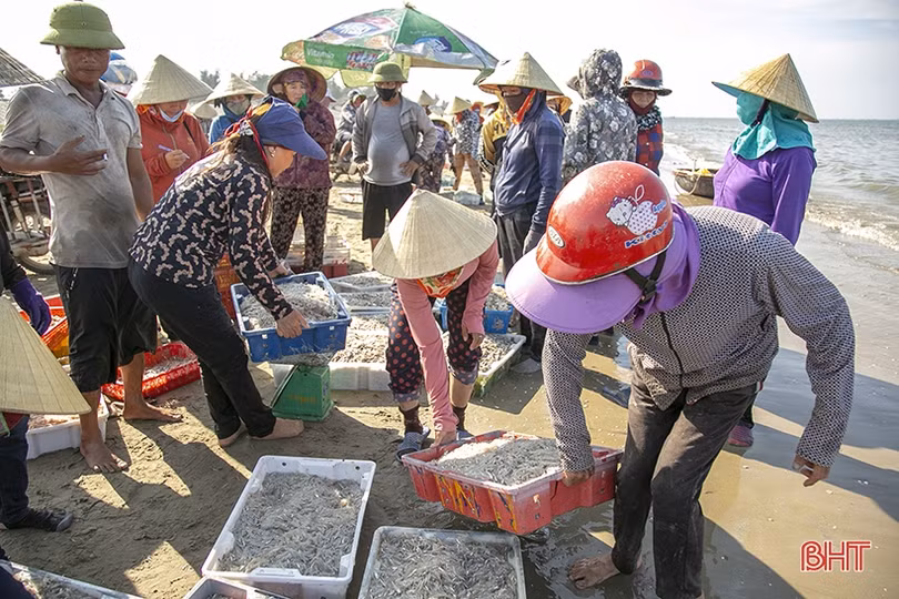 Gặp đúng luồng cá mờm cơm, ngư dân Lộc Hà thu “tiền tươi” tại bãi