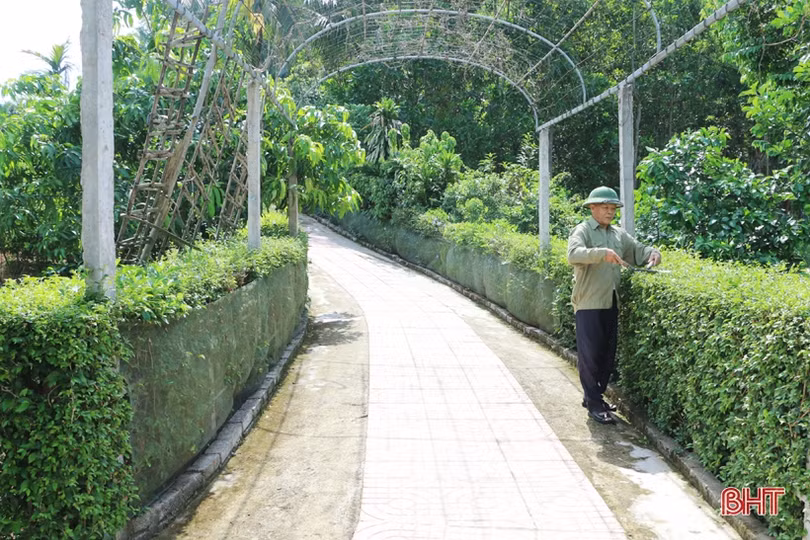 Ngắm những hàng rào xanh mướt, yên ả ở huyện miền núi Hà Tĩnh