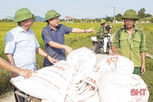 Năng suất lúa hè thu ở Lộc Hà thuộc top đầu Hà Tĩnh