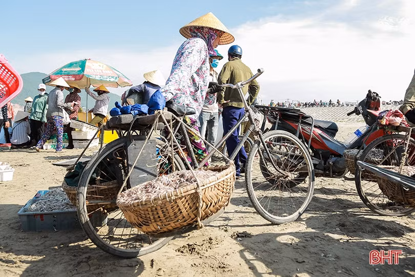 Gặp đúng luồng cá mờm cơm, ngư dân Lộc Hà thu “tiền tươi” tại bãi