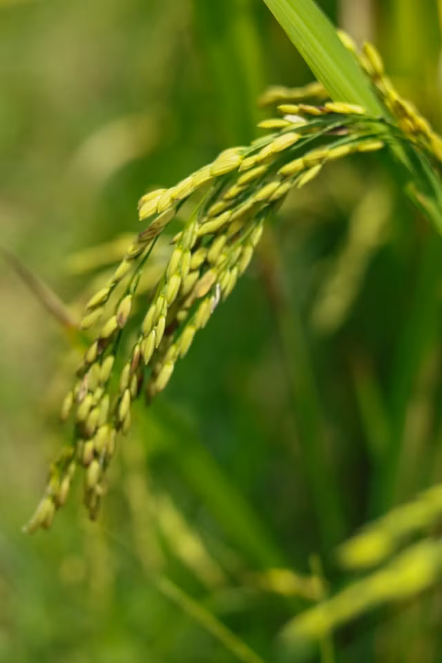 Mù Cang Chải đẹp mê đắm mùa lúa mới!