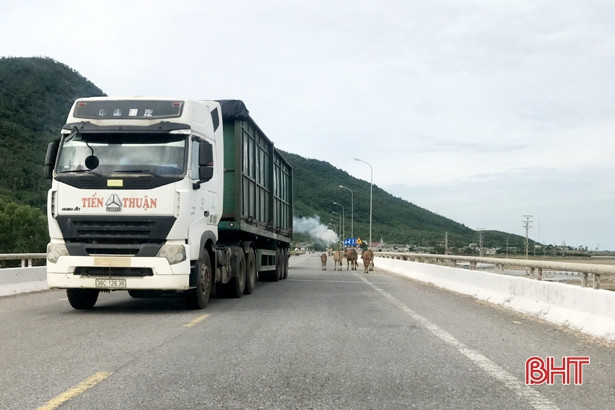 Bò “nghênh ngang” trên quốc lộ 12C, người tham gia giao thông muốn chính quyền vào cuộc