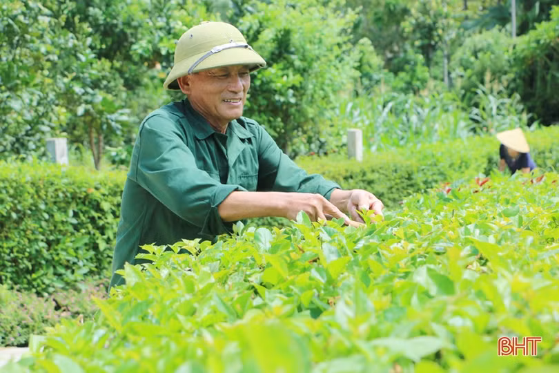 Người dân xã miền núi Hà Tĩnh đội mưa phủ kín hàng rào xanh