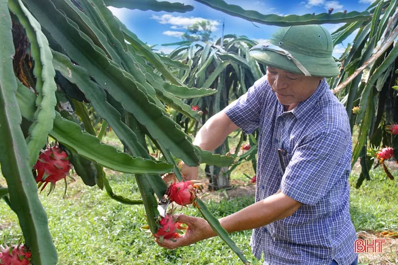 Xứ Voi đón “niềm vui kép”!