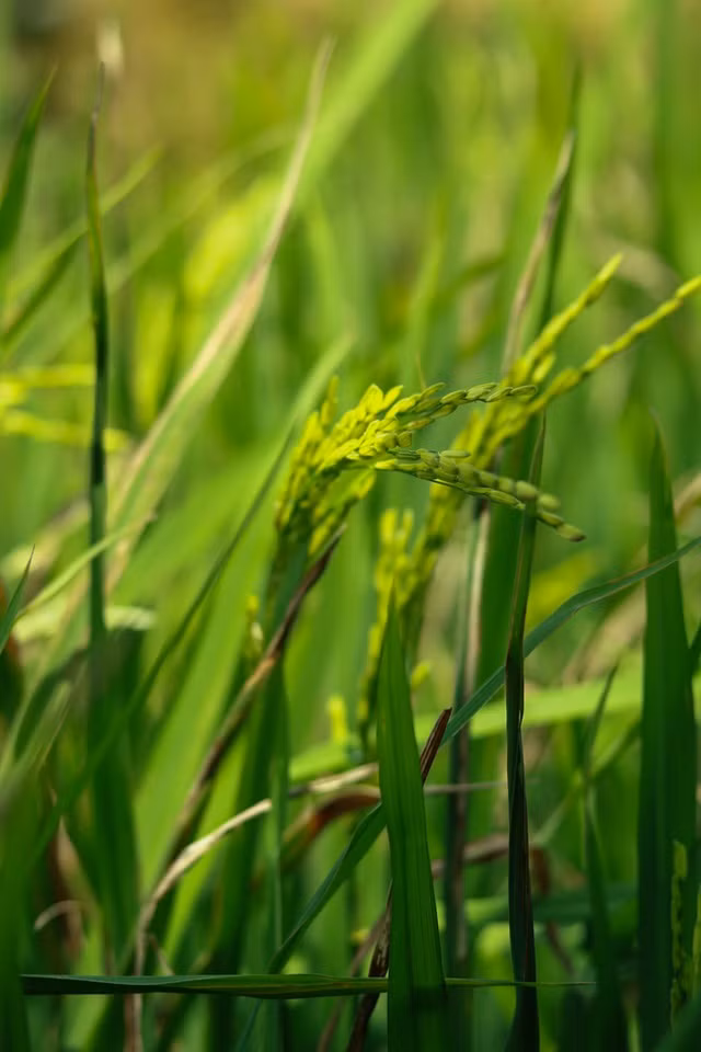 Mù Cang Chải đẹp mê đắm mùa lúa mới!