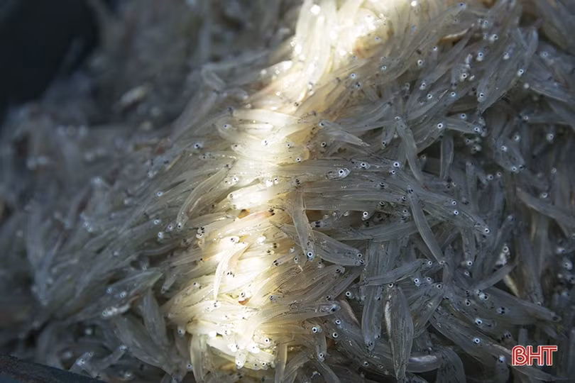 Gặp đúng luồng cá mờm cơm, ngư dân Lộc Hà thu “tiền tươi” tại bãi