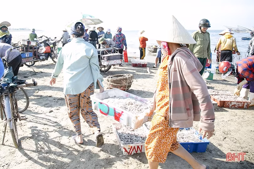 Gặp đúng luồng cá mờm cơm, ngư dân Lộc Hà thu “tiền tươi” tại bãi