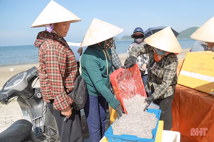 Gặp đúng luồng cá mờm cơm, ngư dân Lộc Hà thu “tiền tươi” tại bãi