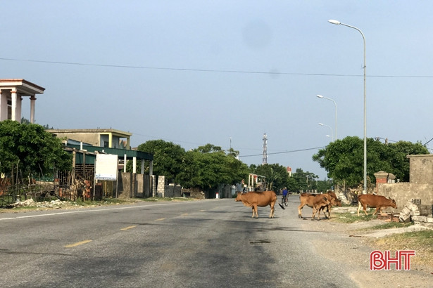 Bò “nghênh ngang” trên quốc lộ 12C, người tham gia giao thông muốn chính quyền vào cuộc