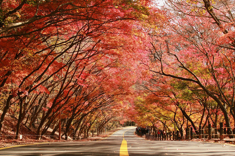 Ngắm cây hoa anh đào 2.000 tuổi