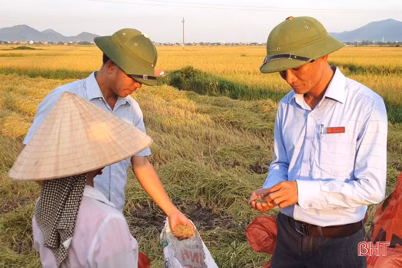 Gieo đúng lịch, cơ giới hóa trong sản xuất, huyện Kỳ Anh “về đích” thu hoạch lúa hè thu