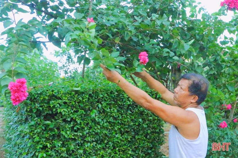 Ngắm những hàng rào xanh mướt, yên ả ở huyện miền núi Hà Tĩnh