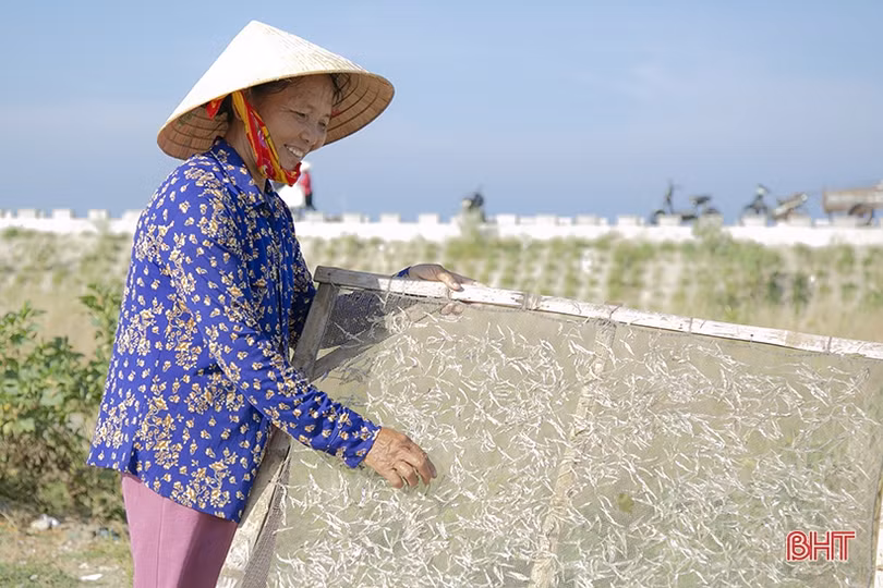 Gặp đúng luồng cá mờm cơm, ngư dân Lộc Hà thu “tiền tươi” tại bãi