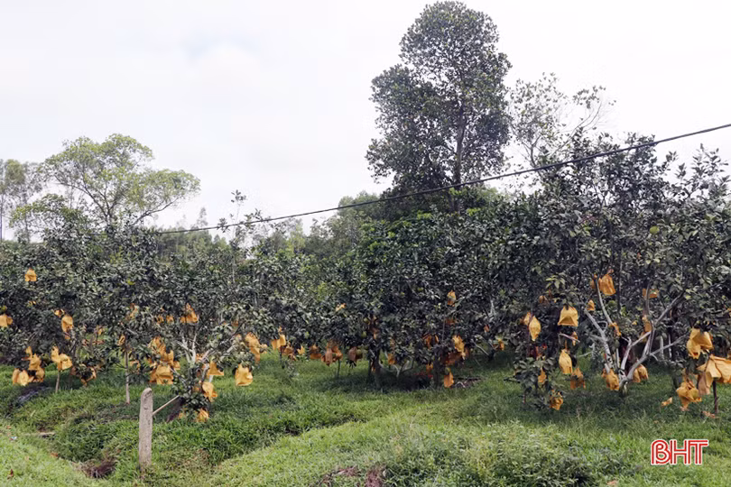 Bưởi Thượng Lộc được mùa, nông dân “hái” khoảng 10 tỷ đồng
