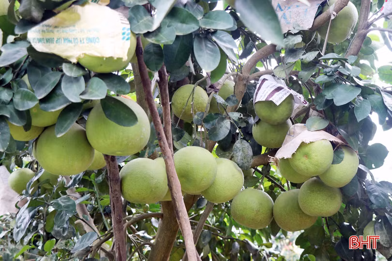 Bưởi Thượng Lộc được mùa, nông dân “hái” khoảng 10 tỷ đồng