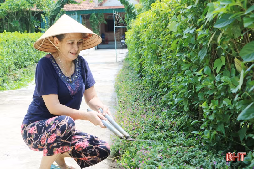 Ngắm những hàng rào xanh mướt, yên ả ở huyện miền núi Hà Tĩnh