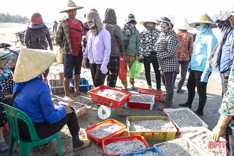 Gặp đúng luồng cá mờm cơm, ngư dân Lộc Hà thu “tiền tươi” tại bãi