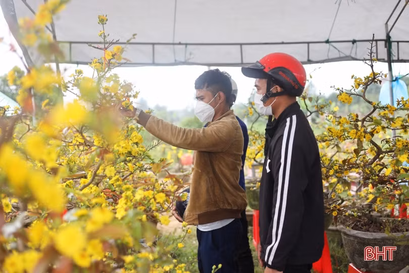 Hà Tĩnh: Thời tiết “đỏng đảnh”, người kinh doanh cây cảnh bên mừng, bên lo
