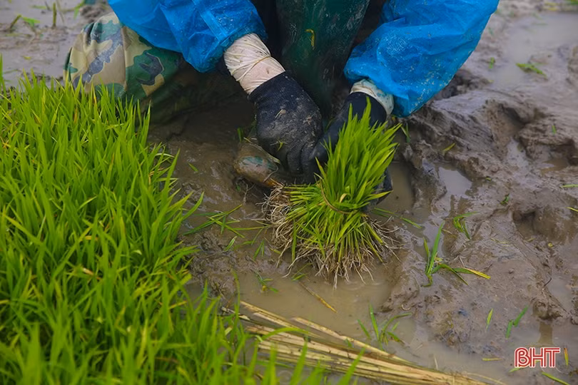 Nông dân Hà Tĩnh đẩy nhanh tiến độ gieo cấy lúa xuân trước khi không khí lạnh tràn về