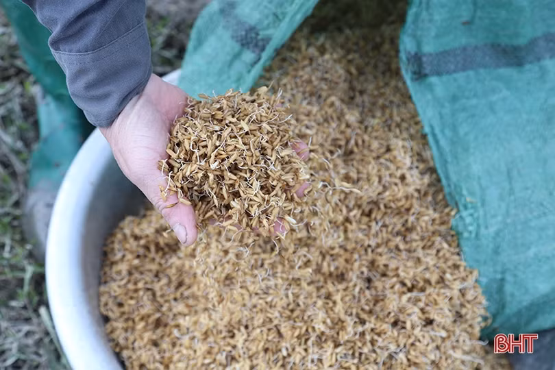 Nông dân Hà Tĩnh bắt đầu vào vụ gieo cấy lúa xuân