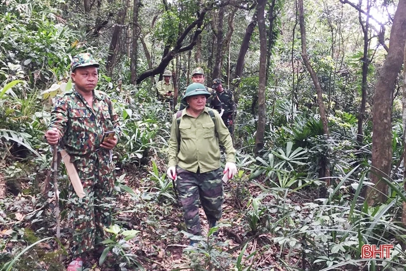 Tăng cường bảo vệ màu xanh cho những cánh rừng ở Hà Tĩnh trong dịp tết
