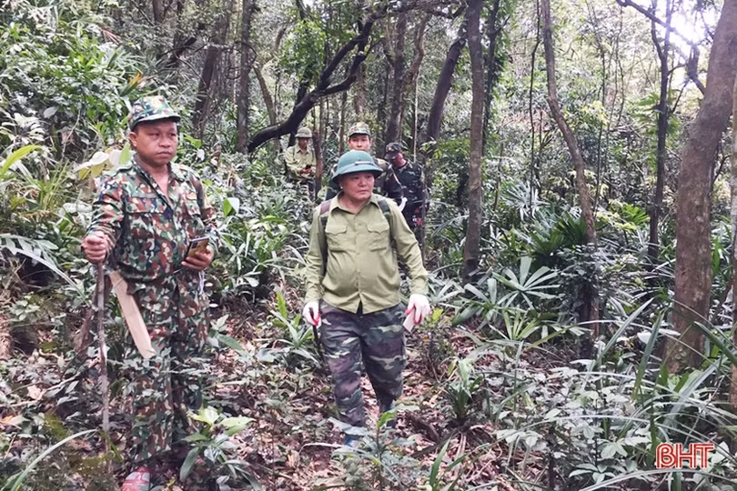 Tăng cường bảo vệ màu xanh cho những cánh rừng ở Hà Tĩnh trong dịp tết