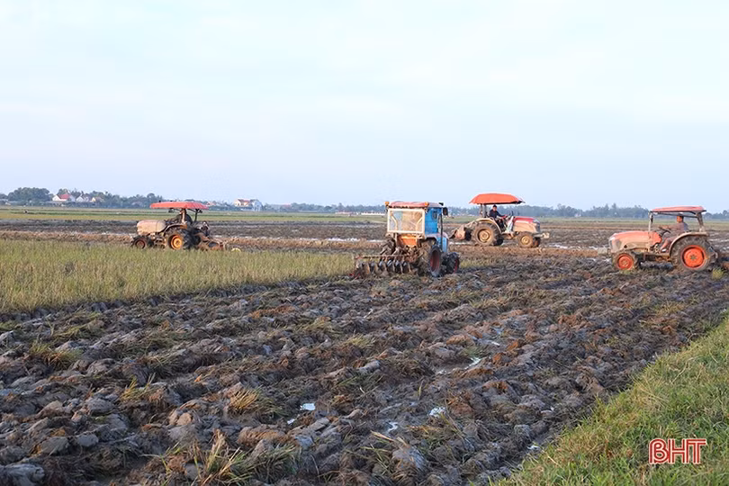 Cánh đồng lớn, sản xuất lớn ở Hà Tĩnh