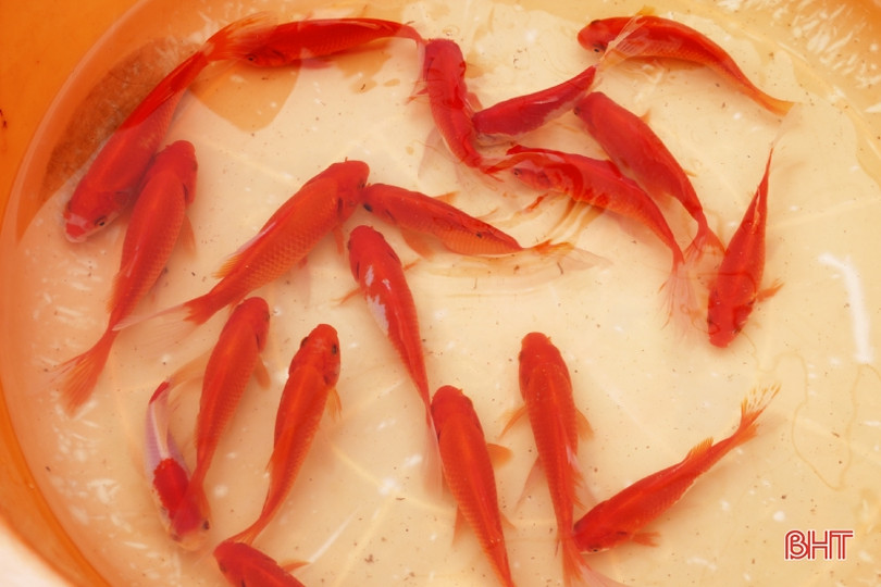 Người Hà Tĩnh tất bật sắm lễ cúng ông Công, ông Táo