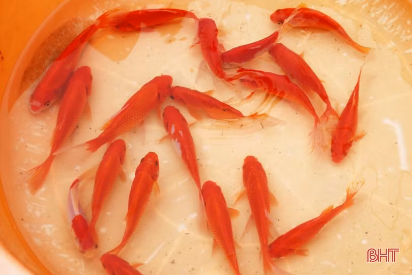 Người Hà Tĩnh tất bật sắm lễ cúng ông Công, ông Táo