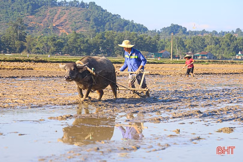 Nông dân Hà Tĩnh đẩy nhanh tiến độ gieo cấy lúa xuân trước khi không khí lạnh tràn về
