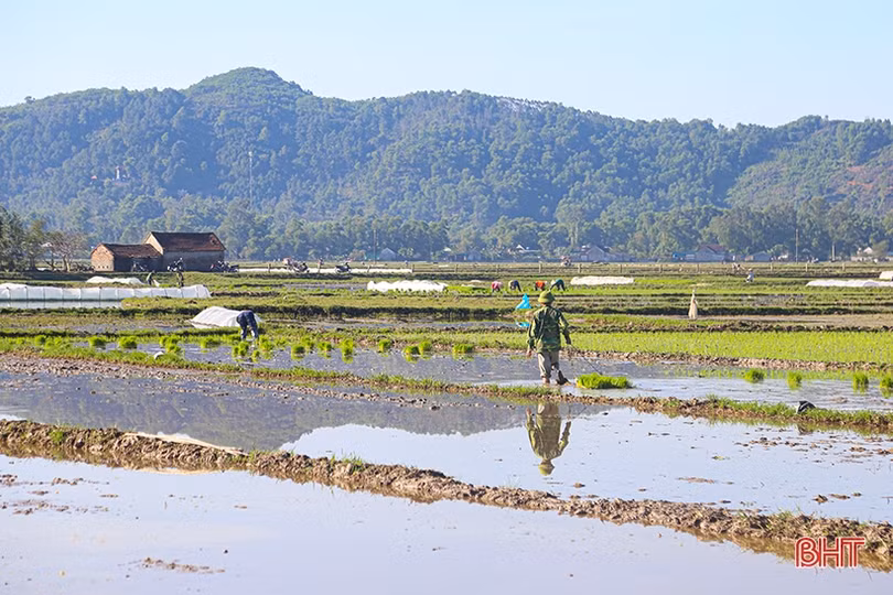 Nông dân Hà Tĩnh đẩy nhanh tiến độ gieo cấy lúa xuân trước khi không khí lạnh tràn về