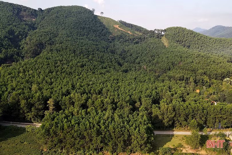 Hà Tĩnh nhân rộng những cánh rừng theo tiêu chuẩn quốc tế FSC 