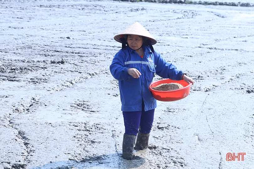 Nông dân Hà Tĩnh bắt đầu vào vụ gieo cấy lúa xuân