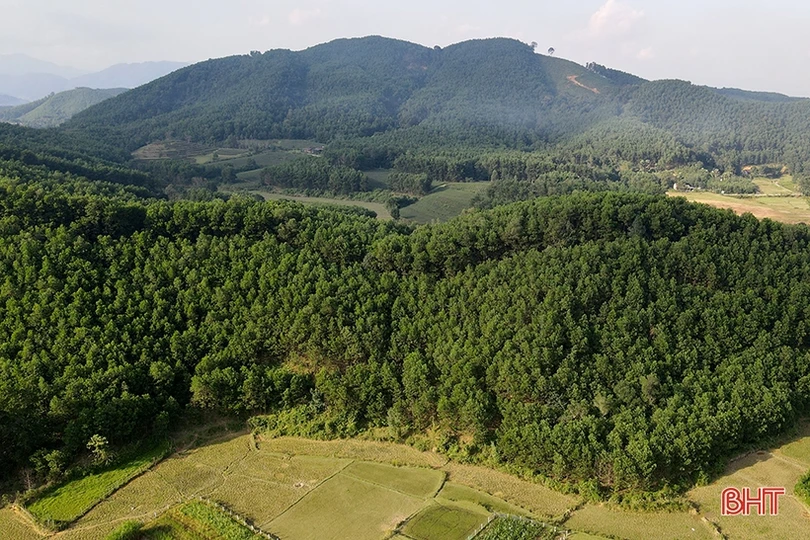 Hà Tĩnh nhân rộng những cánh rừng theo tiêu chuẩn quốc tế FSC 