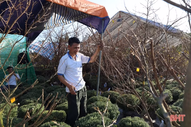 Hà Tĩnh: Thời tiết “đỏng đảnh”, người kinh doanh cây cảnh bên mừng, bên lo
