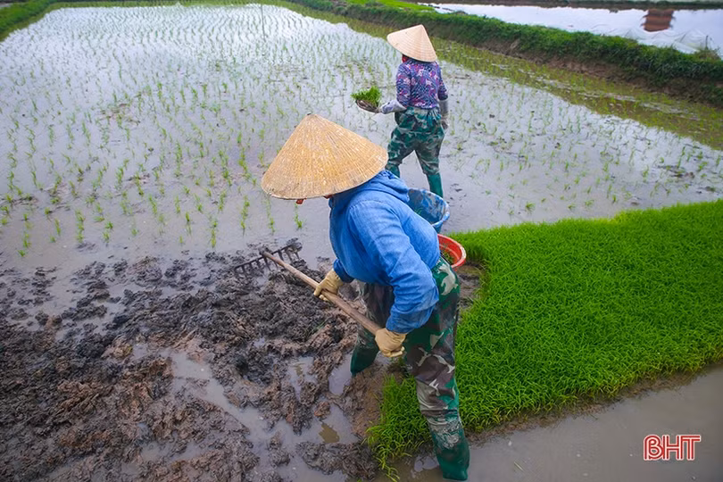 Nông dân Hà Tĩnh đẩy nhanh tiến độ gieo cấy lúa xuân trước khi không khí lạnh tràn về